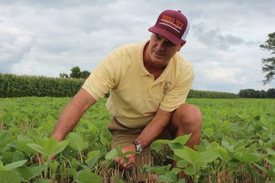 Soybean researcher in a soybean field.