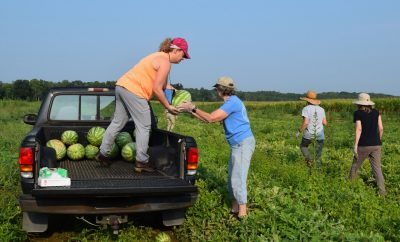 Hanover County Master Gardener Volunteers working together to glean watermelons into a pickup truck bed.