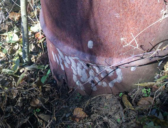 Spotted lanternfly egg masses on rusty metal drum