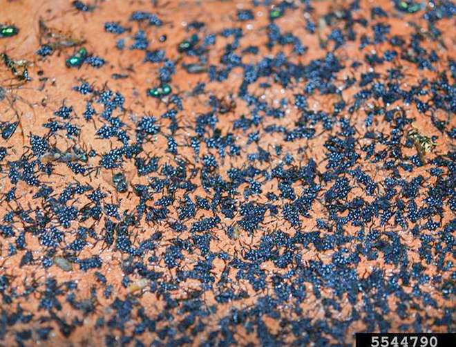 Numerous fourth instar spotted lanternfly nymphs trapped on sticky tree band