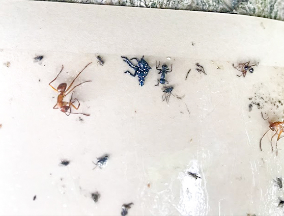 Numerous fourth instar spotted lanternfly nymphs trapped on sticky tree band