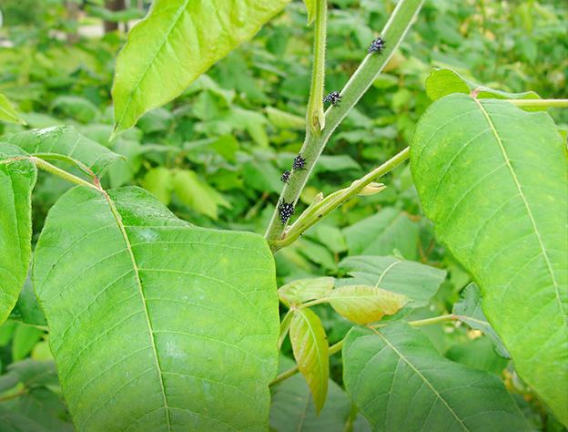 Cluster of spotted lanternfly nymphs.