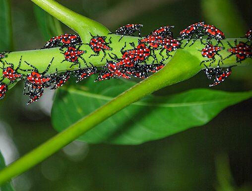 Mature spotted lanternfly nymphs