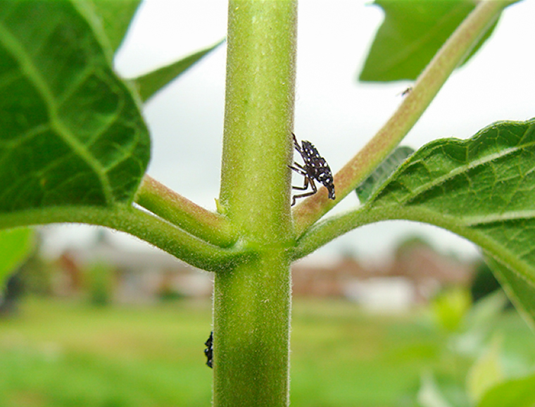 Spotted lanternfly nymph on stem.