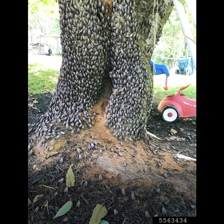 Tree trunk covered in adult spotted lanternflies.