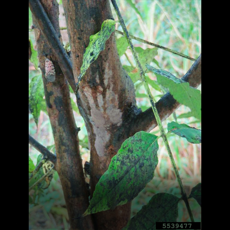 Infested tree covered with sap flow and honeydew produced by spotted lanternflies, with sooty mold growing on leaves