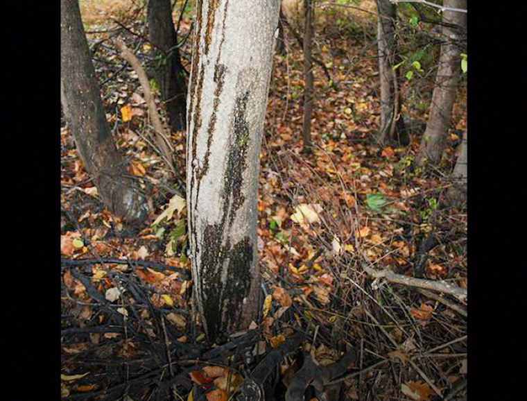 Tree-of-heaven trunk with weeping sap due to spotted lanternfly feeding