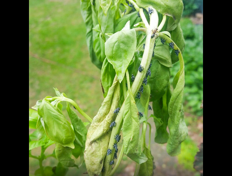 Wilting basil plant with spotted lanternfly nymphs. on stem