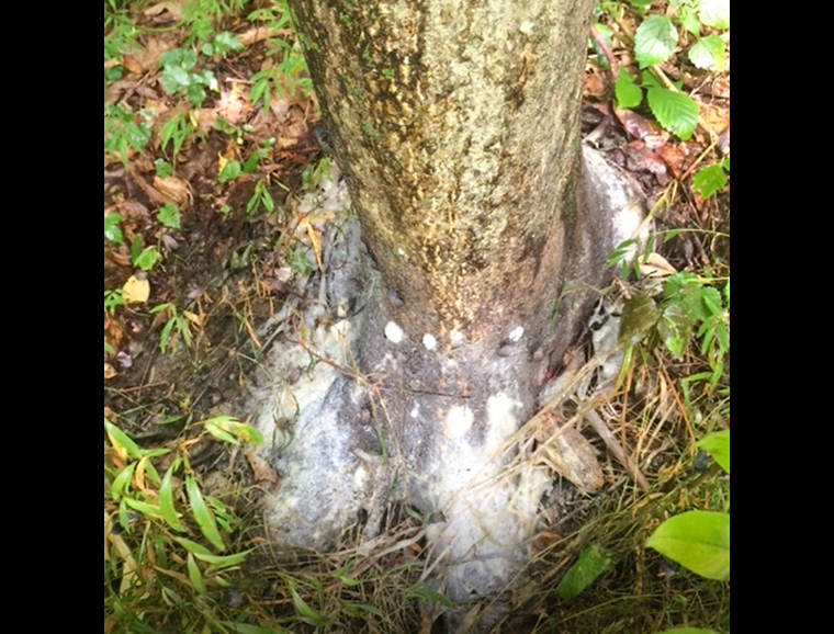 Base of tree covered with sooty mold and fungus growing on honeydew and sap flow produced by spotted lanternflies.