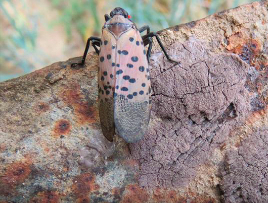 Spotted lanternfly adult and egg masses on a garden tool