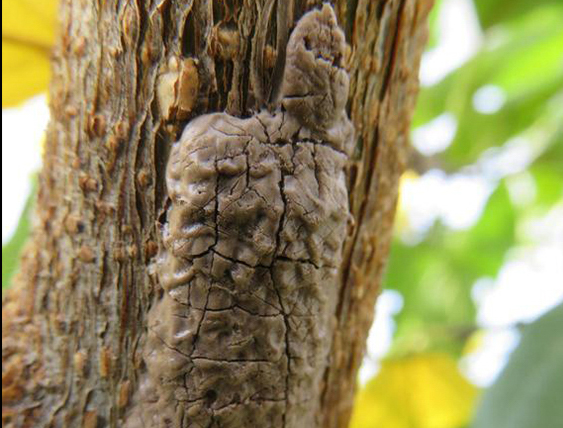 Spotted lanternfly egg mass with weathered protective covering
