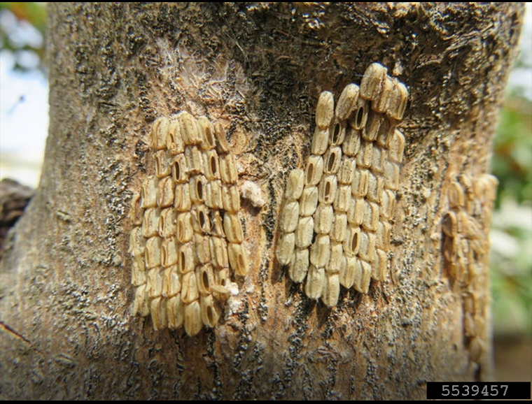Spotted lanternfly eggs without protective covering.
