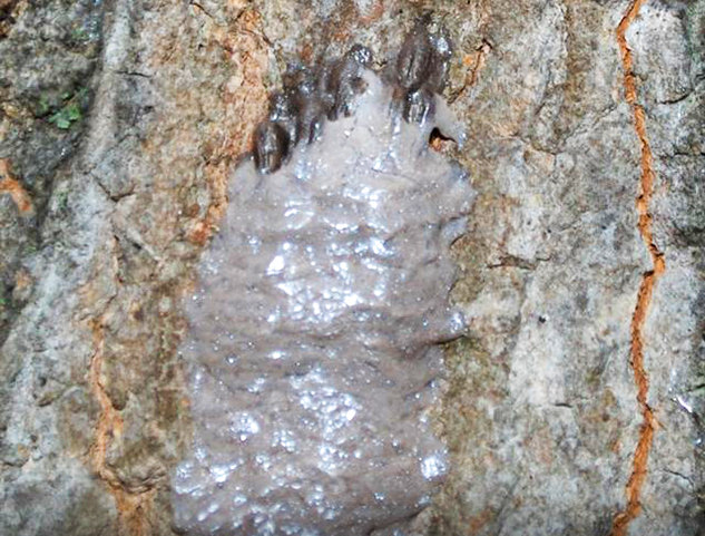 Fresh spotted lanternfly egg mass with waxy gray covering.