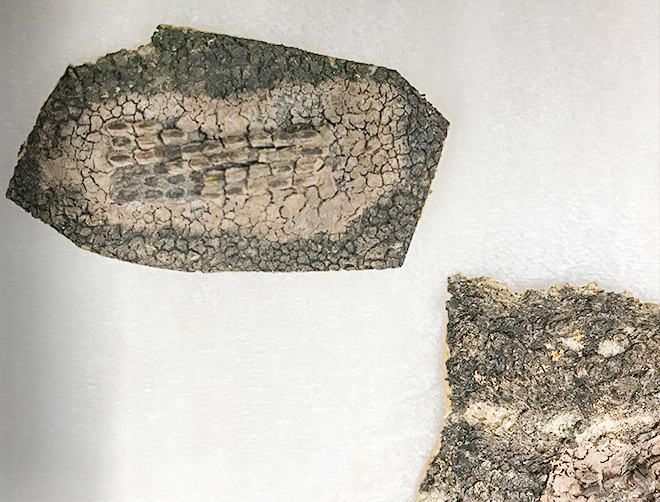 egg masses of the spotted lanternfly