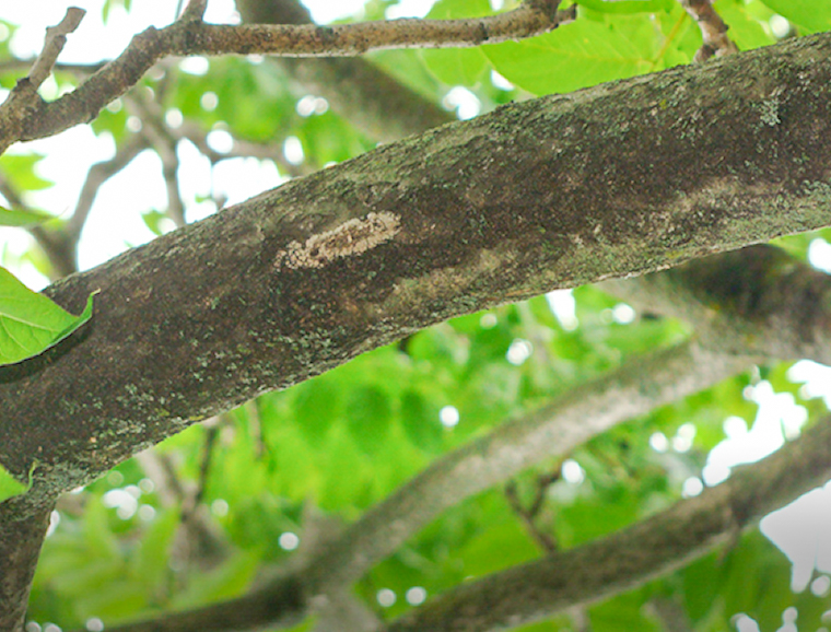 Spotted lanternfly egg mass on underside of branch
