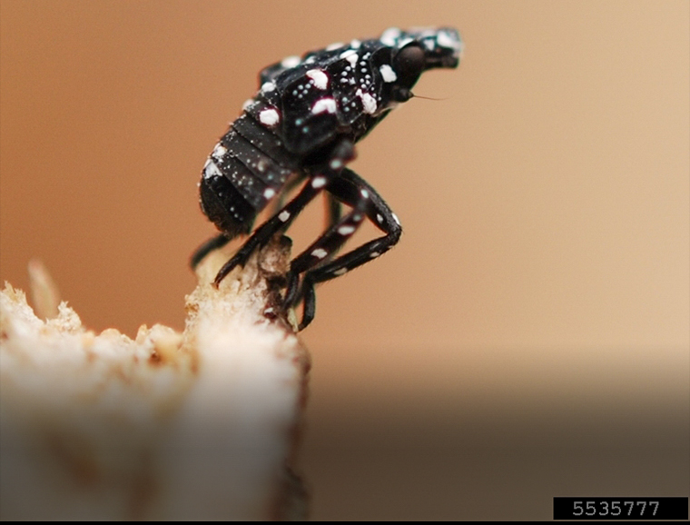 Black and white spotted lanternfly nymph
