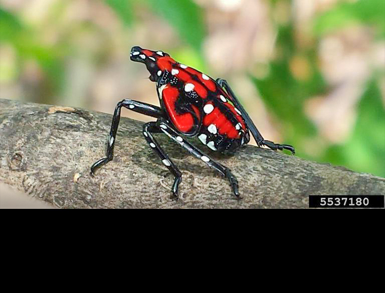 Fourth instar spotted lanternfly nymph