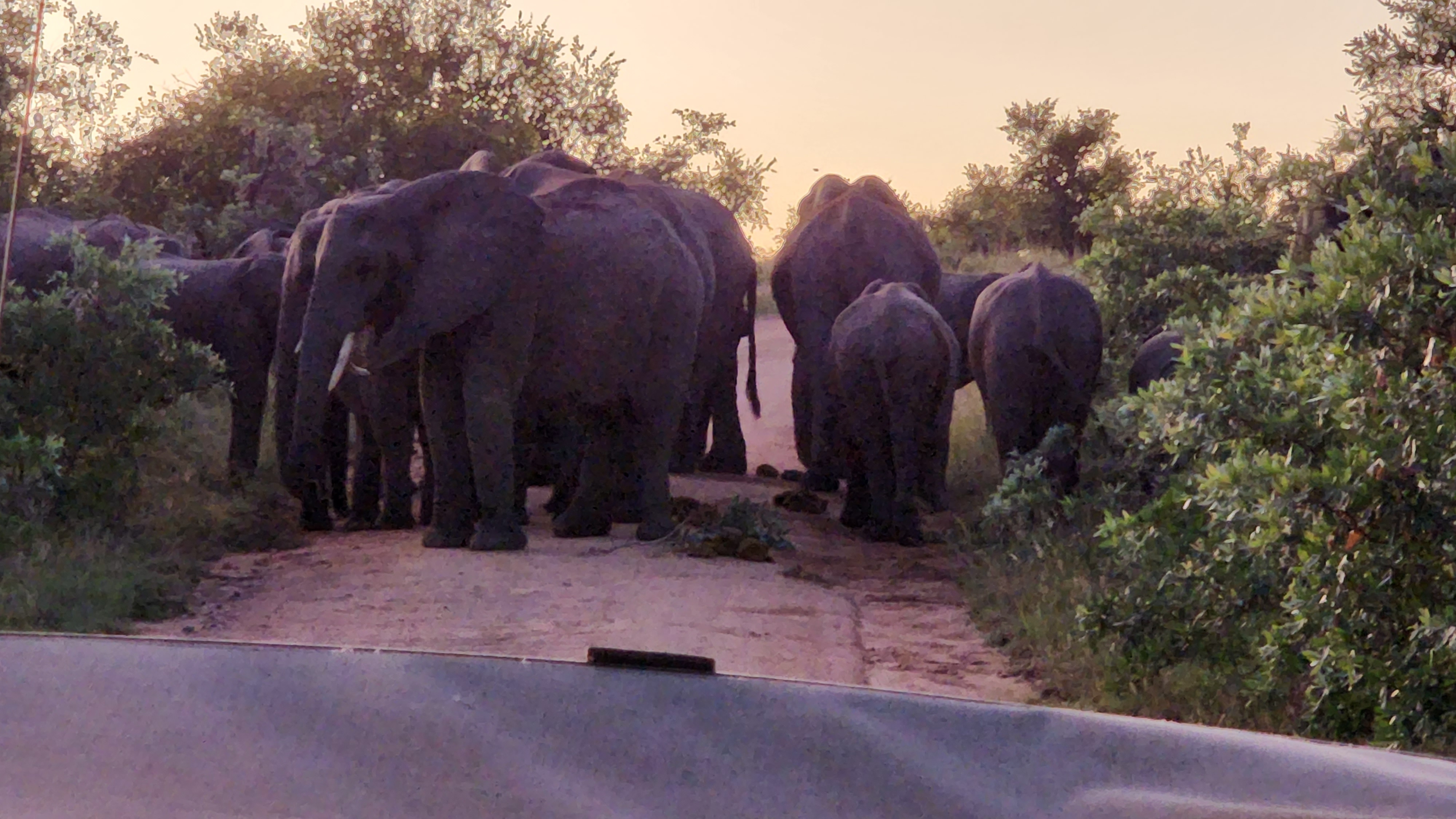 A herd of elephants. Photo by Karen Drake-Whitney.