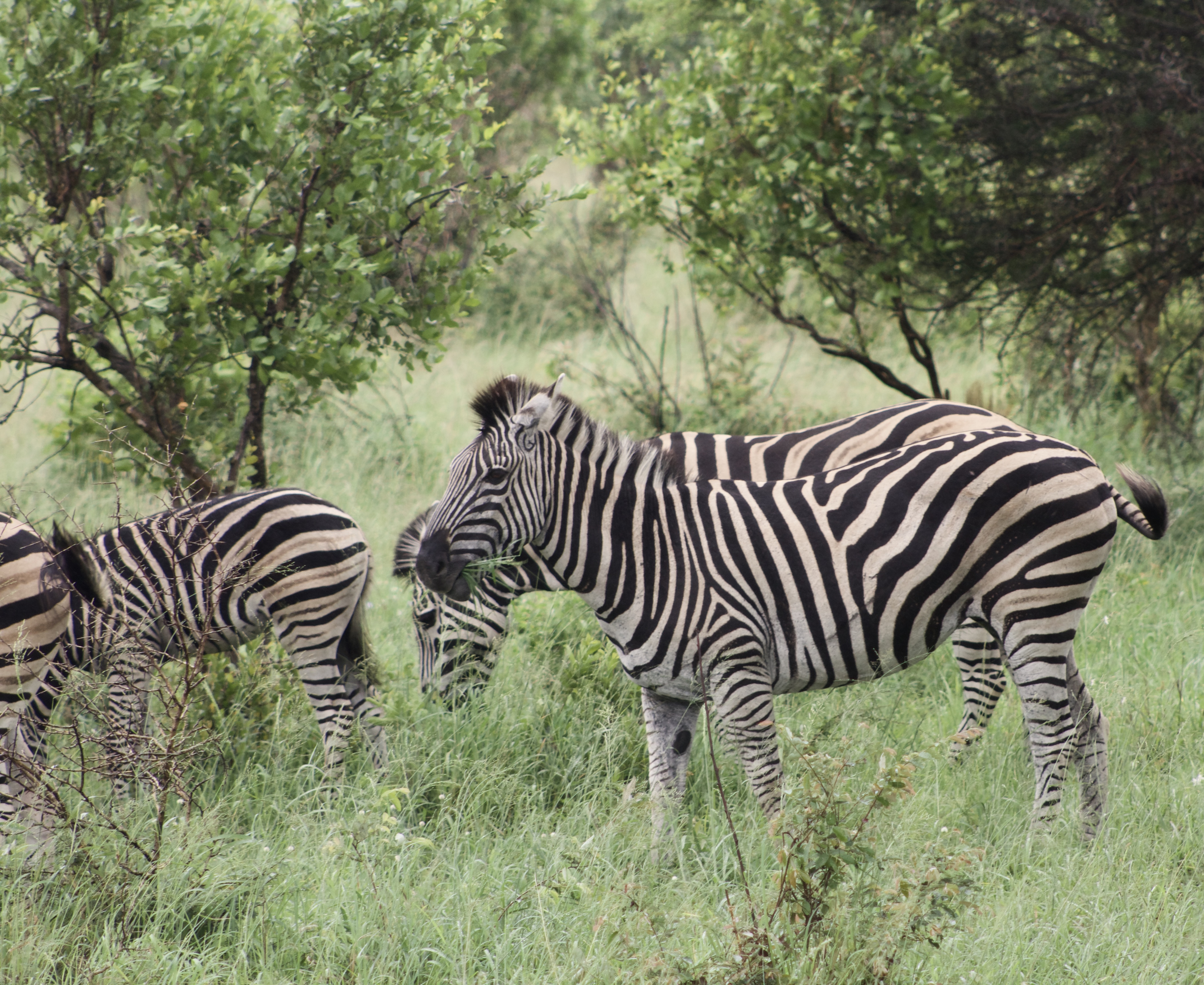 Exploring wildlife on safari in Kruger National Park. Photo by Erin Flynn.