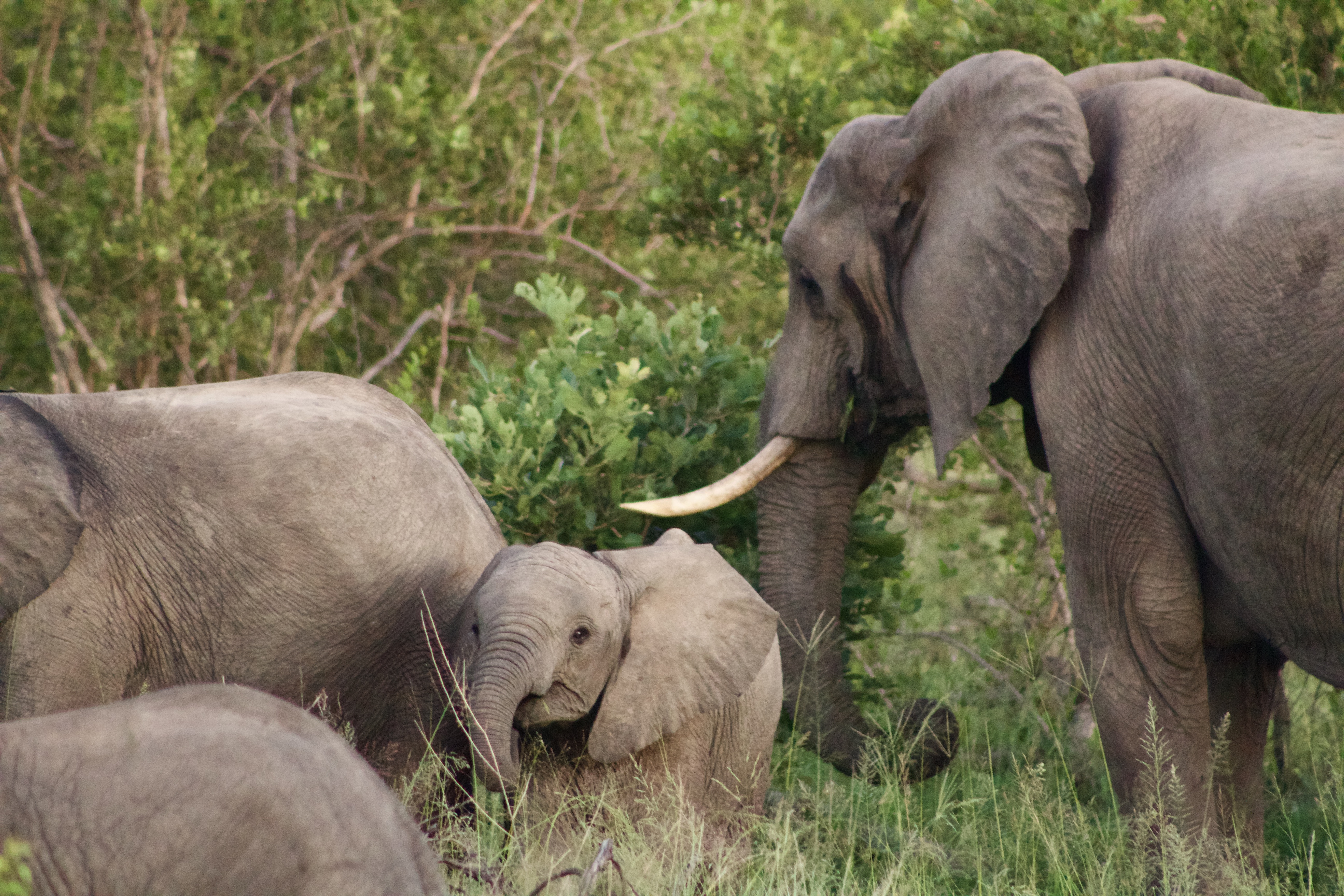 Exploring wildlife on safari in Kruger National Park. Photo by Erin Flynn.