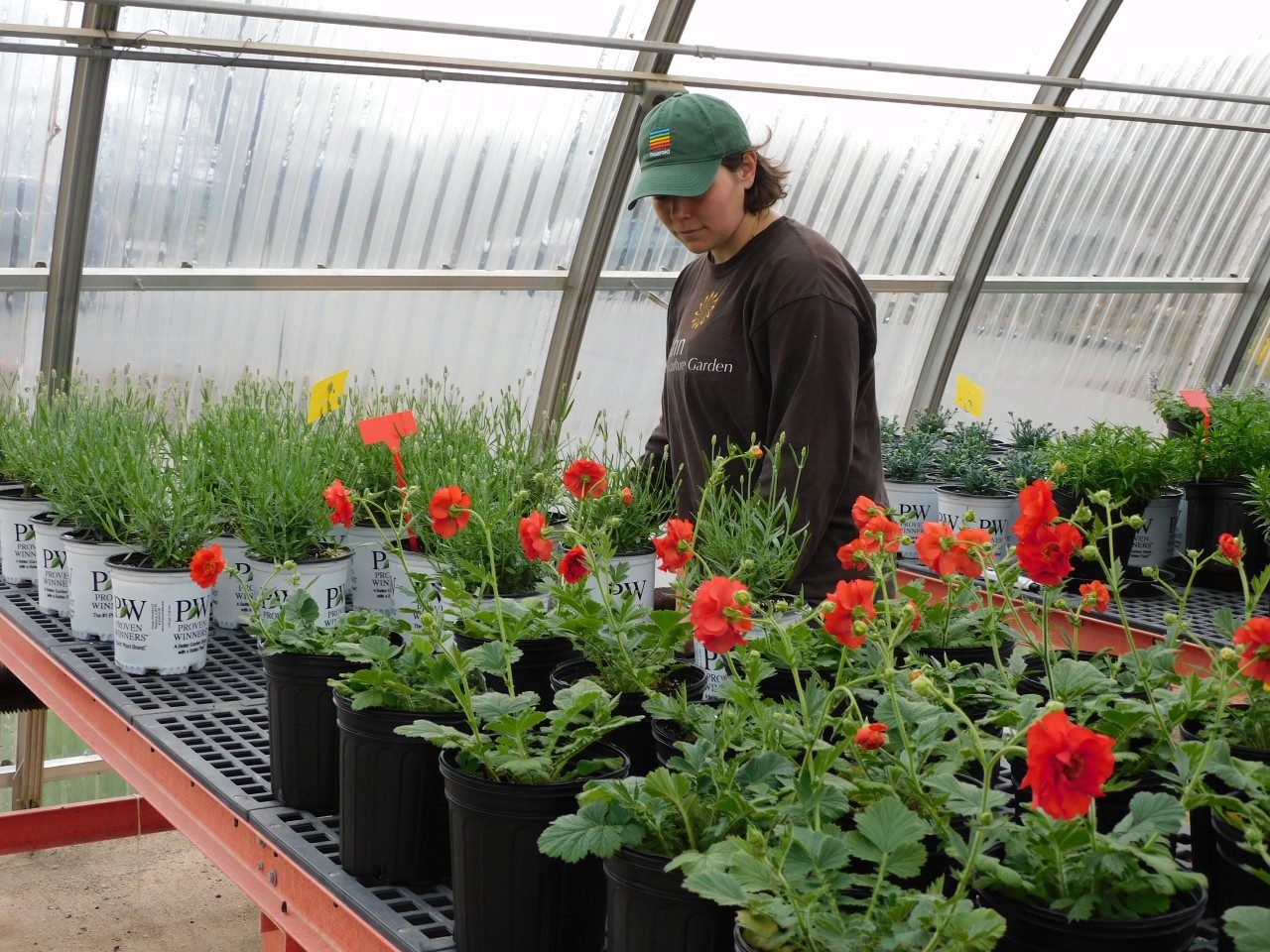 Students in the Ornamental Plant Production and Marketing course prepare the greenhouse for the annual plant sale.