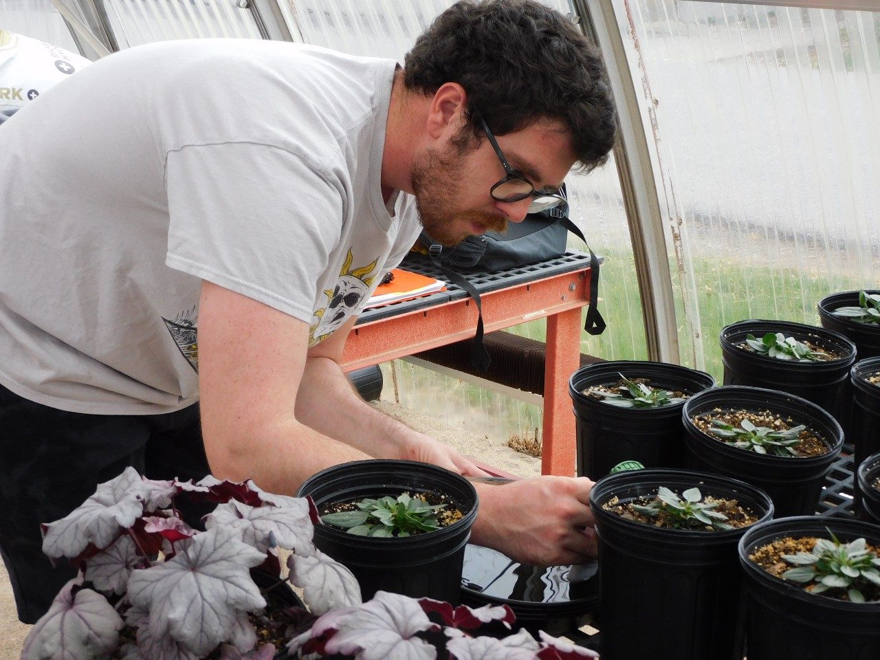 Students in the Ornamental Plant Production and Marketing course prepare the greenhouse for the annual plant sale.