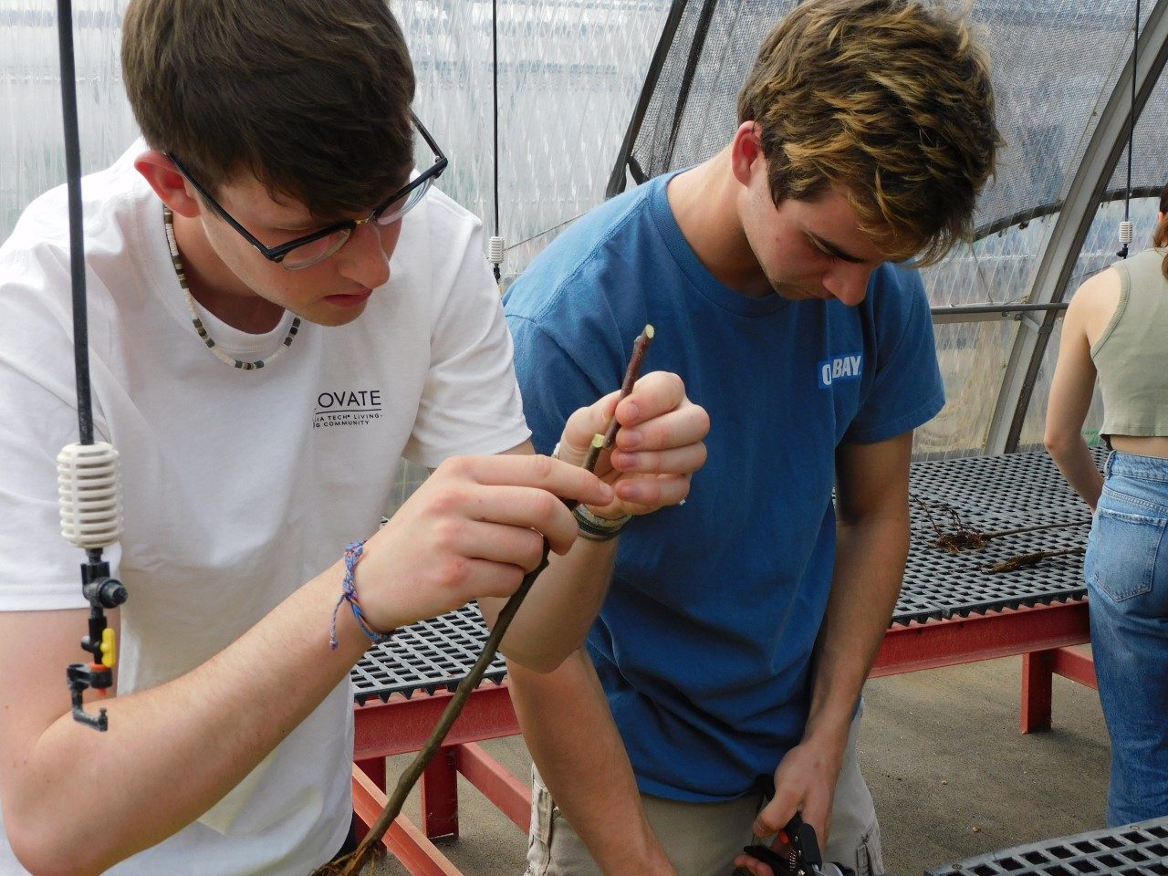 Students grafting plants in the Plant Propagation course.
