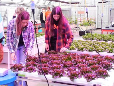 Students in the Greenhouse Management class work in the greenhouse and harvest their crop.
