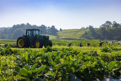 Blooming crops on farm with tractor and workers in background