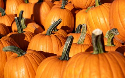 a collection of orange pumpkins. Image courtesy Pixabay.