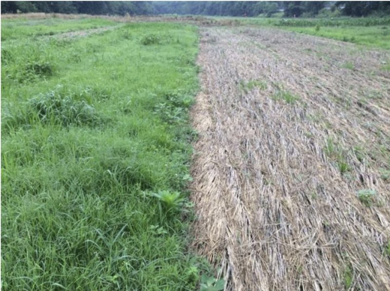 The left half shows a plush green fall-planted ceral rye field and the right half shows it after it has been terminated with brown stuble.