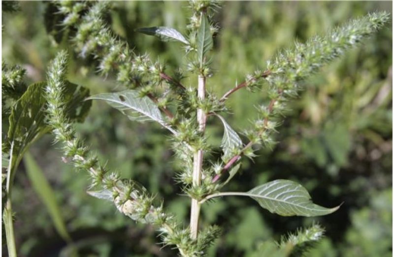 a close-up of a Palmer amaranth see head.