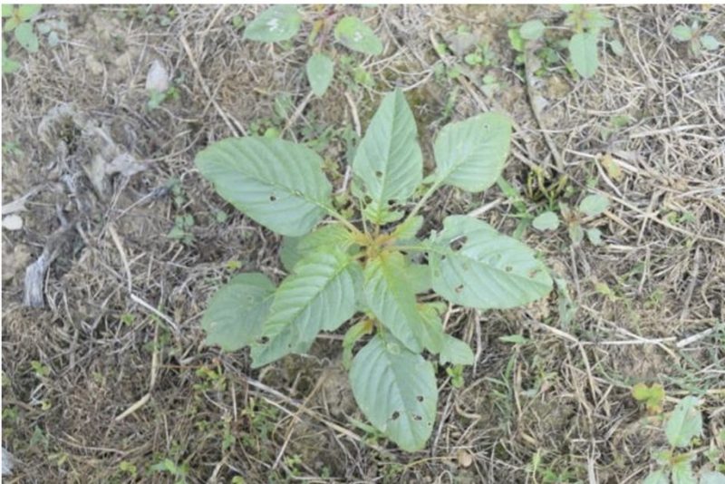 A close-up of a plamer amaranth plant.