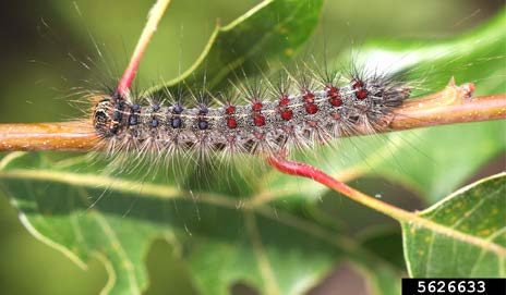 Figure 1, A spongy moth caterpillar rests on a small oak twig.