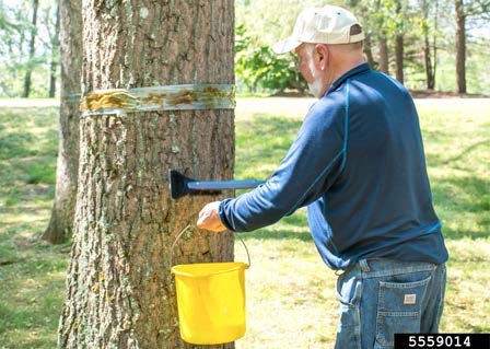 Figure 6, A person stands beside a tree trunk with a bucket and a handled tool. There is a sticky band around the tree trunk and the person is using the tool to scrape the trunk below the band.
