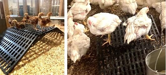 on left, meat-type birds sitting or standing on a plastic perforated platform. On right, two fast-growing meat-type chickens stand on a black, perforated perch in a pen.