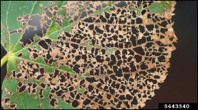 Adult Japanese beetle adults have fed on a leaf to the extent that only the leaf veins remain. 