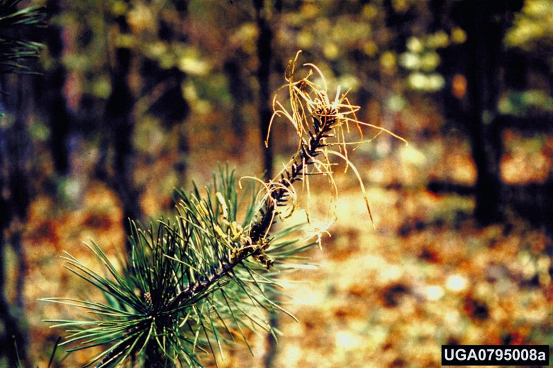 Pine bough with defoliation by Virginia pine sawfly larvae.