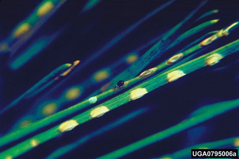 Yellow areas on a pine needle indicate where a female Viginia pine sawfly has inserted her eggs.