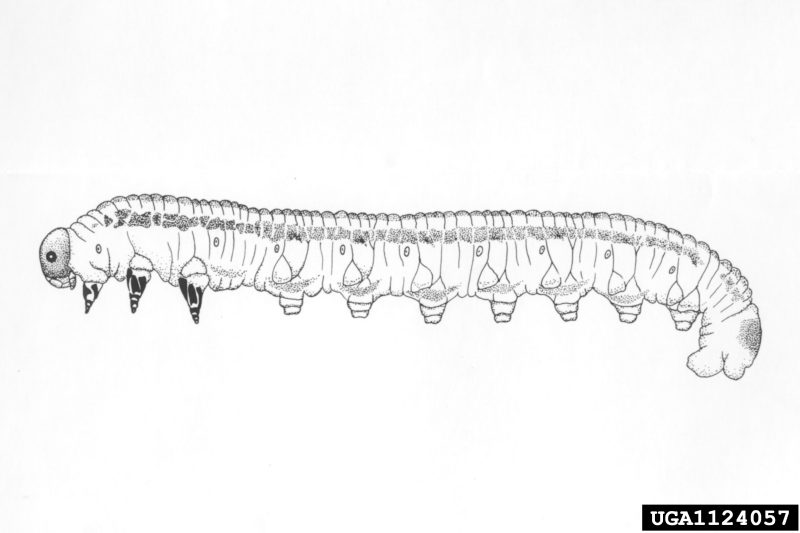 A black and white line drawing of a Virginia pine sawfly larva.