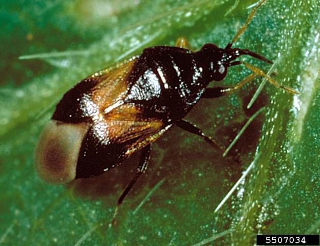 A dark brown bug feeding on a black egg 