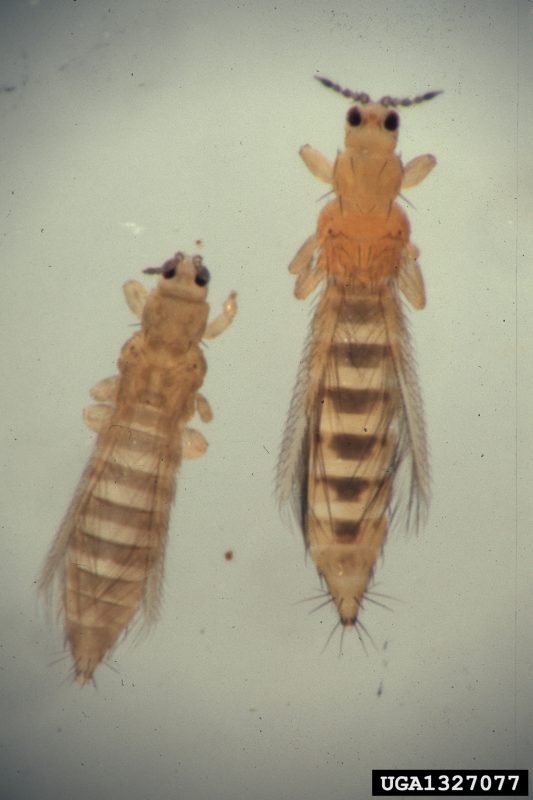 Two onion thrips, side by side. 
