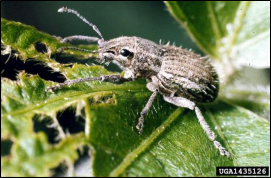 A closeup of an adult whitefringed beetle on a leaf.