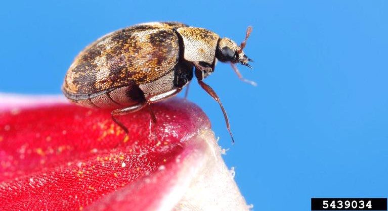 Figure 1, A small convex adult beetle stands with its antennae and front legs extended.