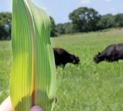 Many warm-season grasses now are available with the brown midrib mutant trait. This sorghum leaf has the distinctive brown-colored midrib.