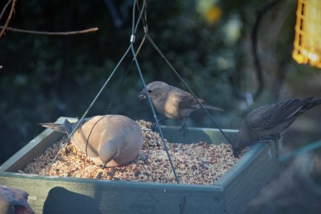 An image of a shallow wooden box containing bird seed hung from a tree with several birds eating bird seed.