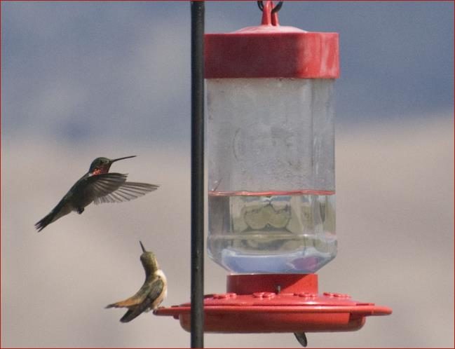 Three Ruby-throated Hummingbirds landing on a red plastic and clear glass feeder that contains sugar water.