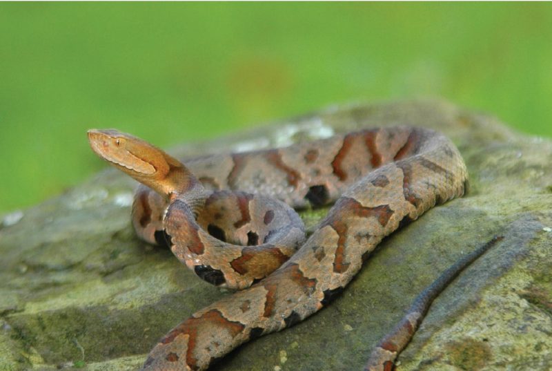 Copperhead (Agkistrodon contortrix).