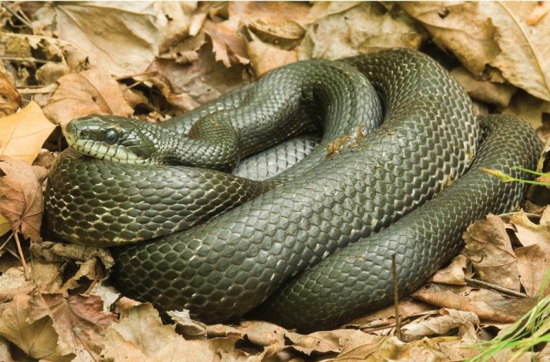 Eastern ratsnake, formerly black ratsnake (Pantherophis alleghaniensis).