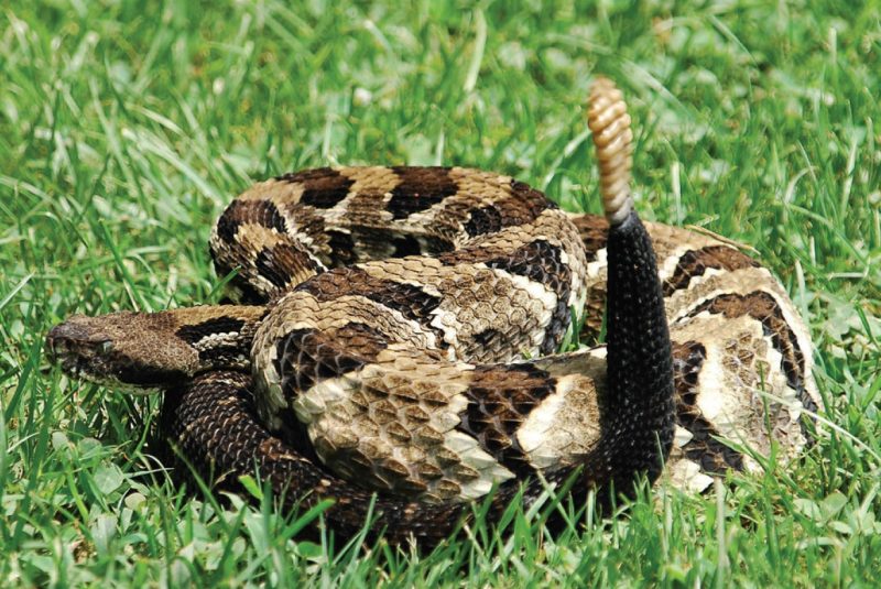 Timber rattlesnake (Crotalus horridus).